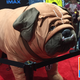 Illustration for article titled Marvels Giant Plush Lockjaw Is Way Cuter Than the iInhumans/i TV Lockjaw